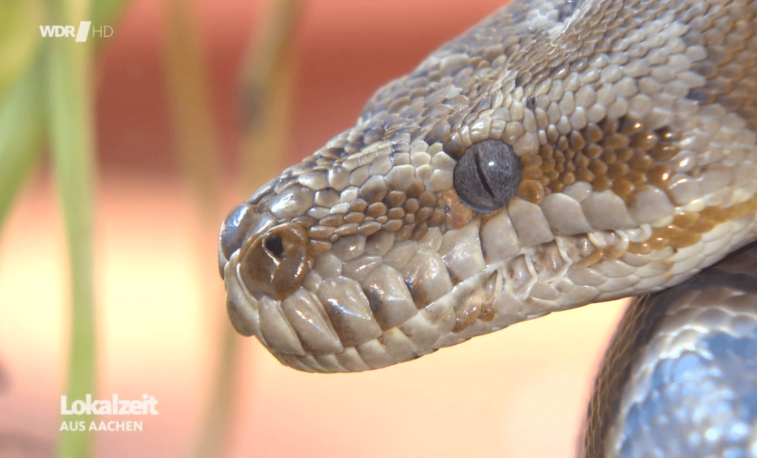 Der WDR zu Besuch in der Reptilienauffangstation in der StädteRegion Aachen